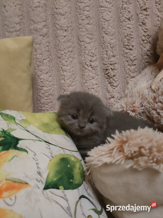 Kot Fold Szkocki odbiór przed wigilia Bydgoszcz sprzedam