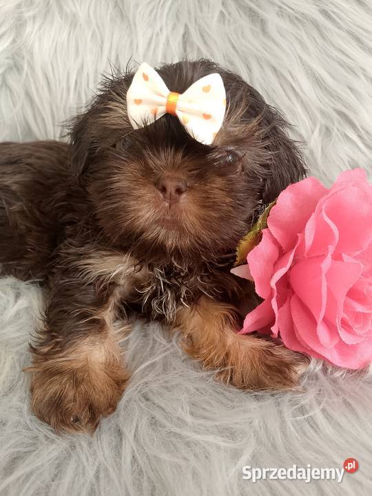 Gotowa do odbioru czekolada suczka rasy ShihTzu Shih Tzu