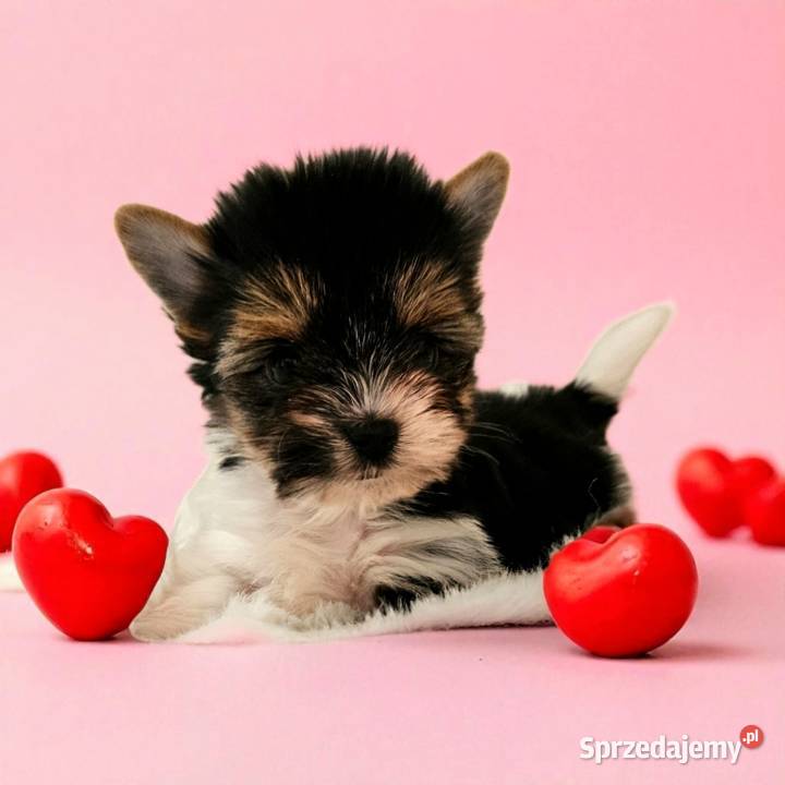 Piękne maleństwo Suczka York Biewer Rodowód Opole