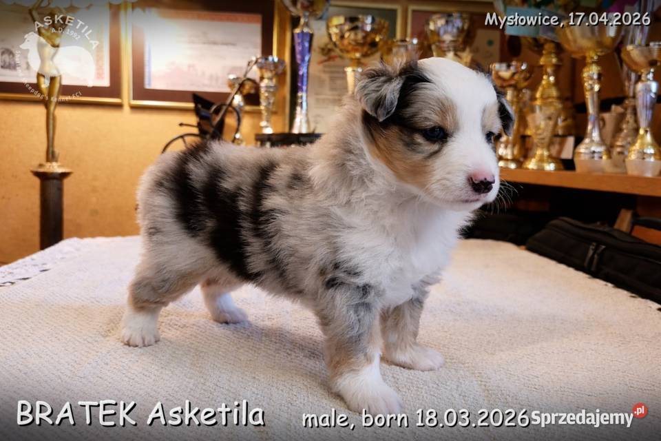 Owczarek szetlandzki szczenię na sprzedaż Mysłowice