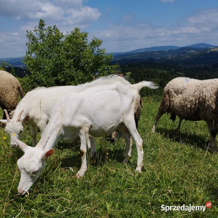 Koza z mlekiem Kozy Nowy Sącz sprzedam