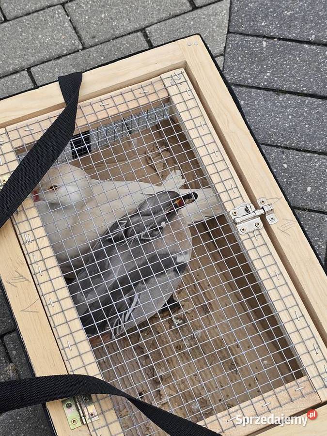 Sprzedam parke kaczek karolinek Leszno