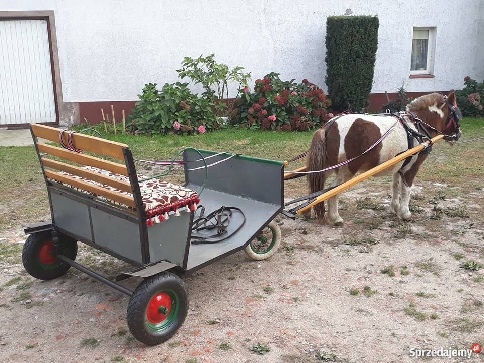 Kucyk Klaczka bryczka Szabda sprzedam