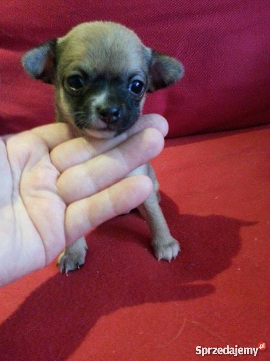 chichuachua szczeniaczki