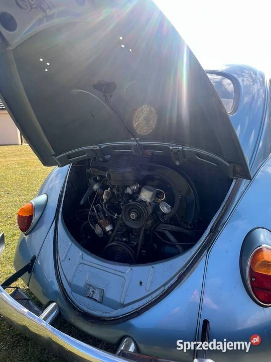 Garbus zachodniopomorskie Goleniów