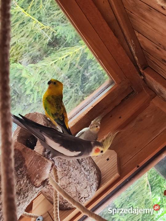 Świergotki dwa samce Ptaki Wierzbno