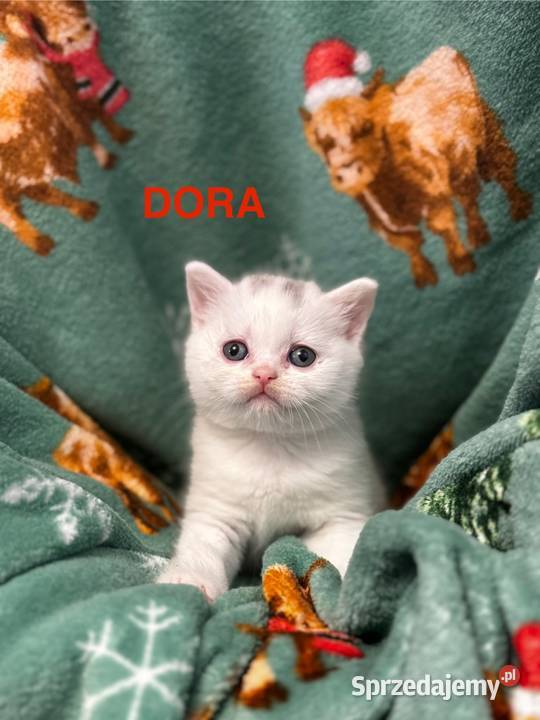 Kot Brytyjski British Shorthair Warszawa