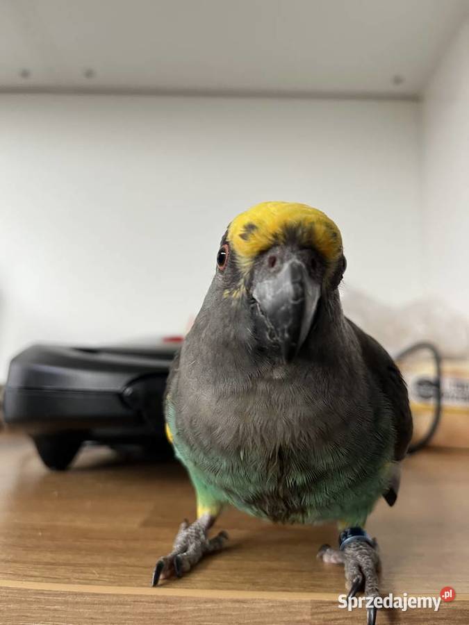 Afrykanka Złotoplama Meyera Samiec z grudnia Wejherowo