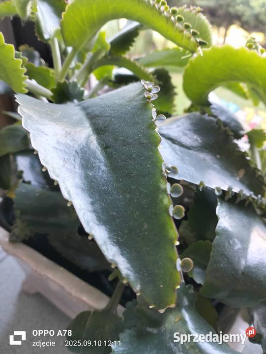 Żyworódka zdrowa roślina Modlnica