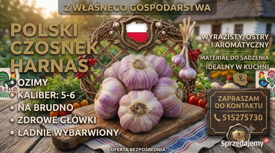Polski czosnek HARNAŚ kalibry 5 do 6 Wiślica
