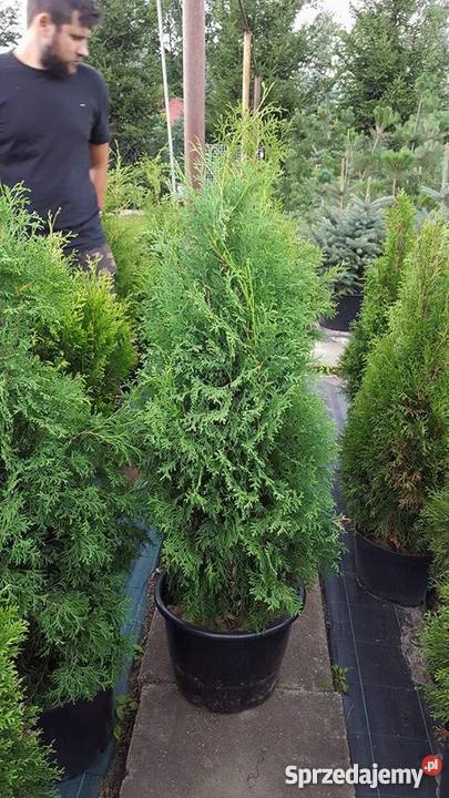 Thuja Columna 100120 żywopłotowa PRODUCENT łódzkie Rydzyny