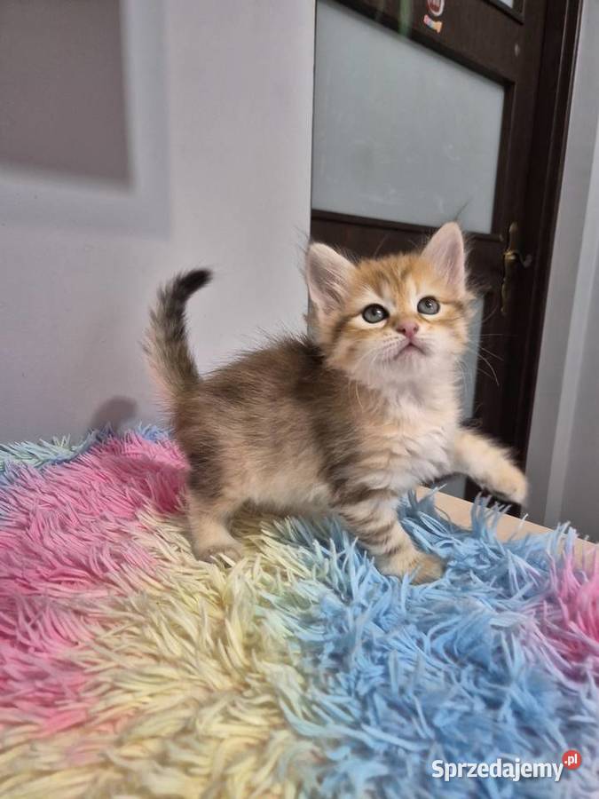 Syberyjska Kotka OFELIA rodowód FIFE FPL