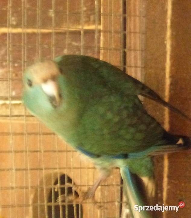 sprzedam Modrolotki Poznań sprzedam