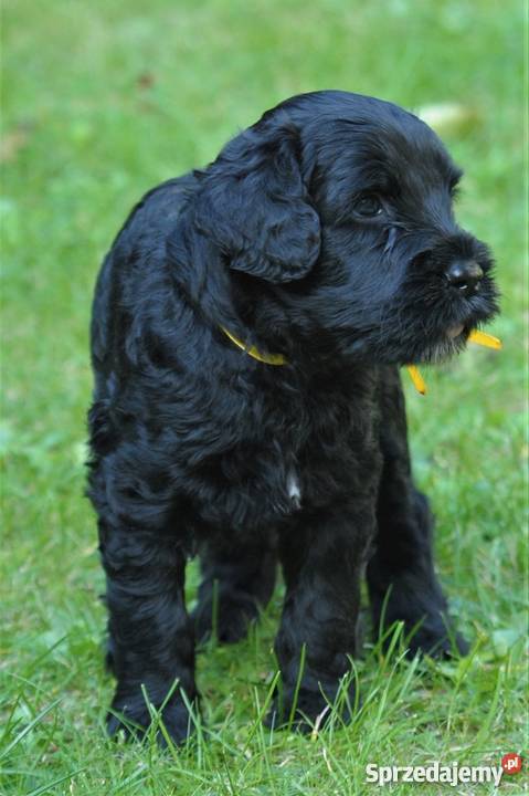 Czarny Terier szczeniaki ZKWPFCI sprzedam