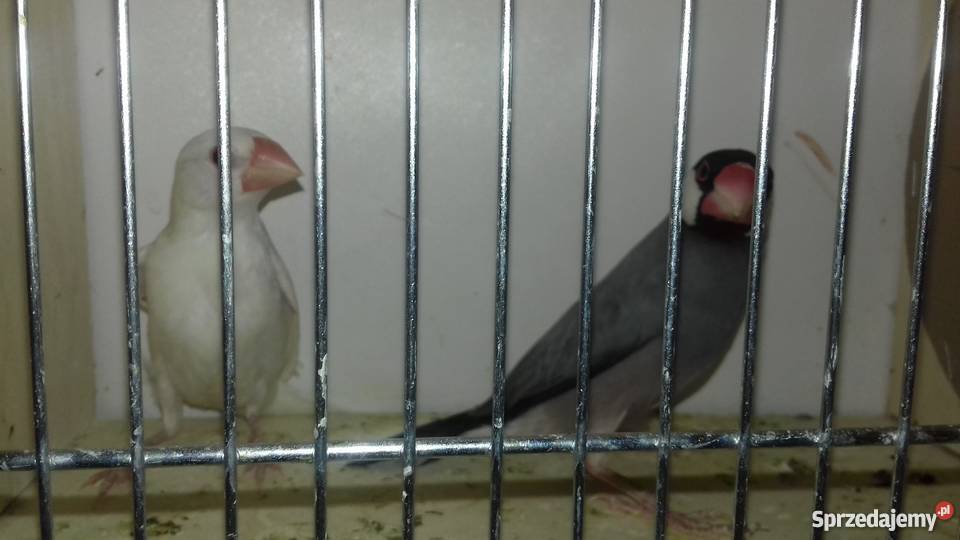 Ryżowce mazowieckie Osieck