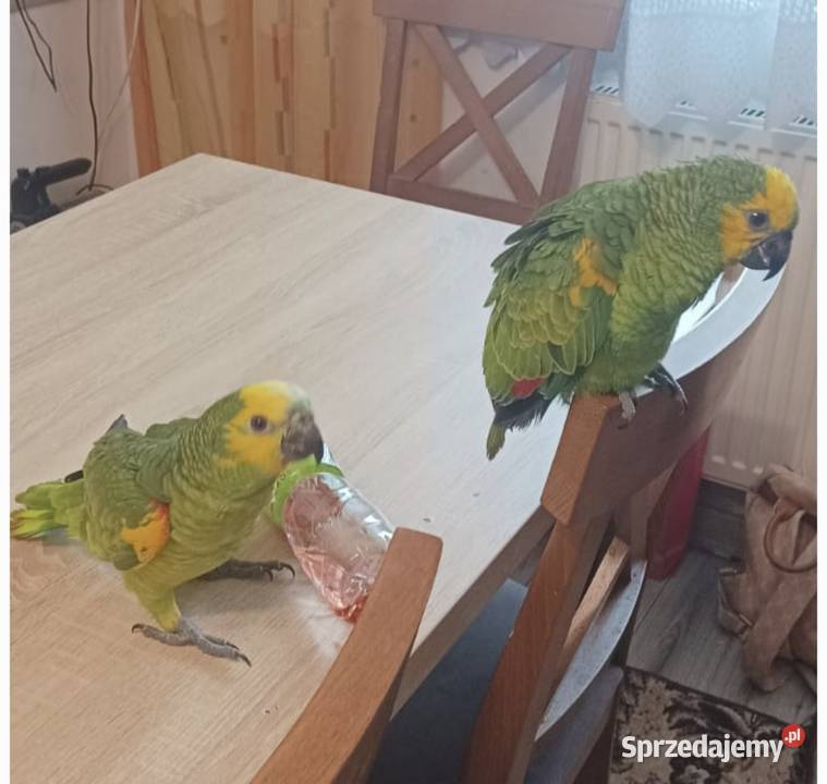Amazonki niebieskoczelne oswojone sprzedam