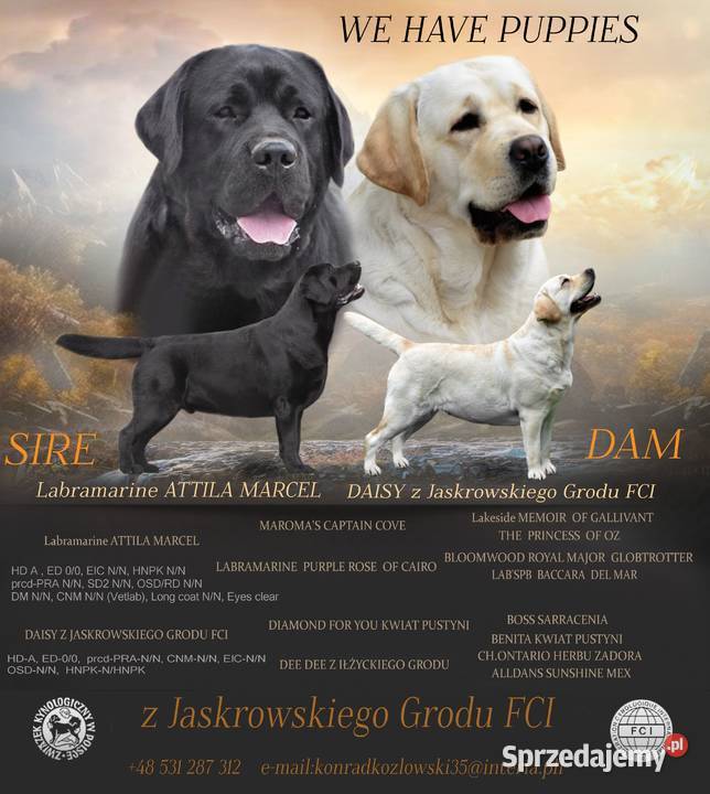 Szczenięta Labrador Retriever ZKwp FCI Labrador Jaskrów sprzedam