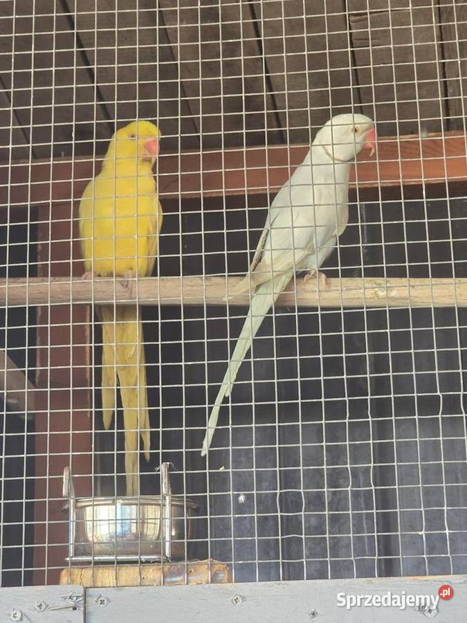 Piękna para lęgowa aleksandrett obrożnych wielkopolskie Pakosław