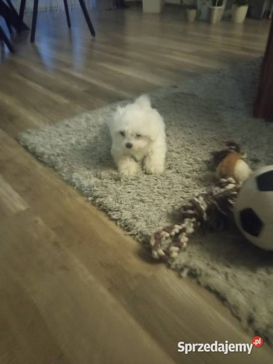 Maltańczyk suczka mini Dębica