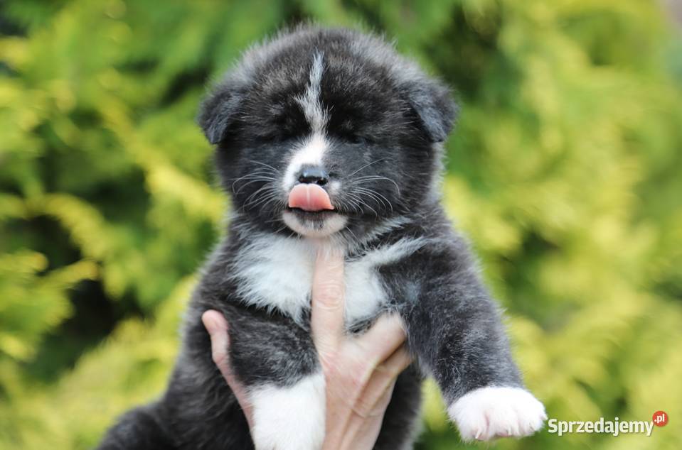 Akita inu japońska pręgowane szczenię Meiyosho Wrocław sprzedam
