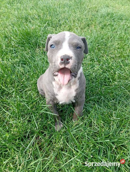 Amstaff