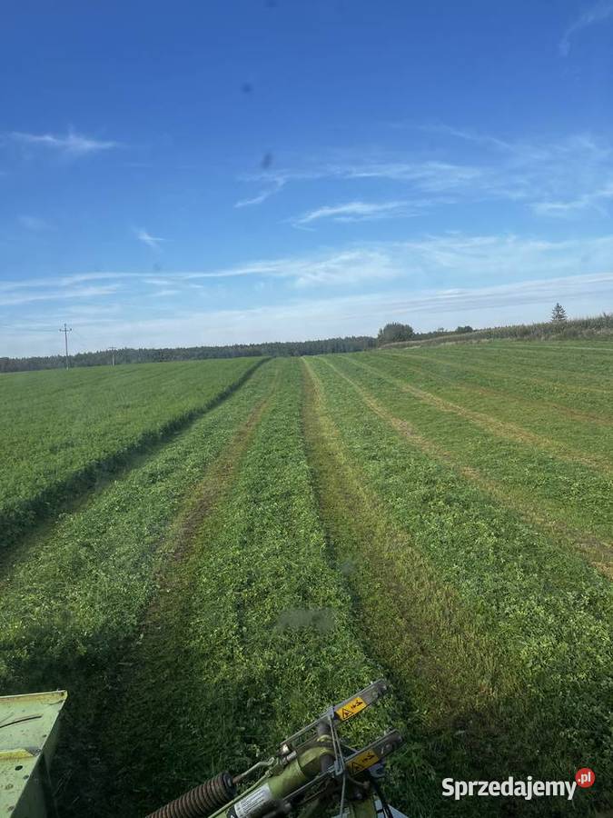 Sianokiszonka z lucerny 2025 Lipno