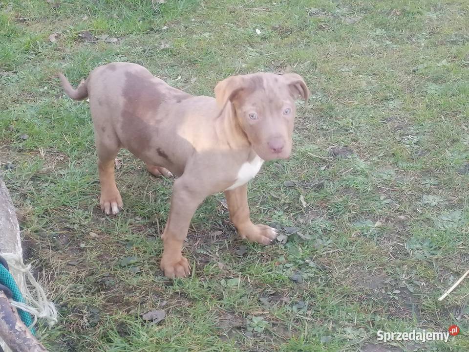 Catahoula Louisjana Leopard Dog szczeniaki Trzebiatów