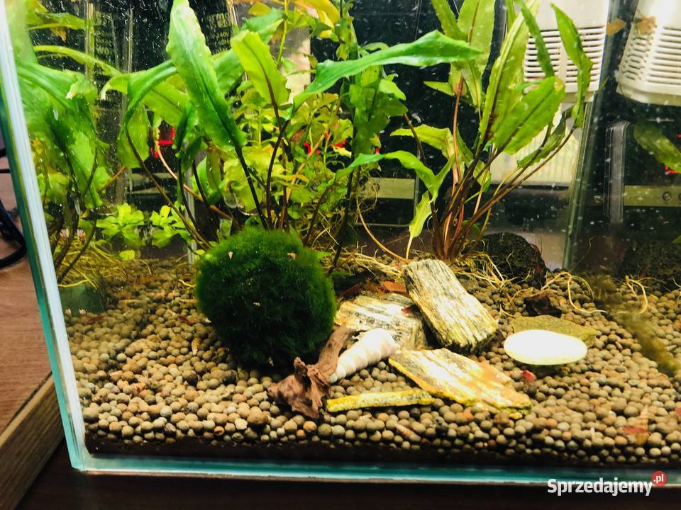 Akwarium Aquael krewetkarium kostka łódzkie Justynów sprzedam