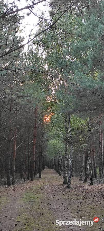 Las do przecinki i zbioru własnych grzybów i 7.39m2 kujawsko-pomorskie