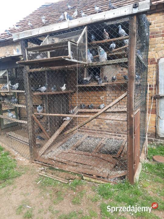 Sprzedam gołębielikwidacja hodowli Starosiedle