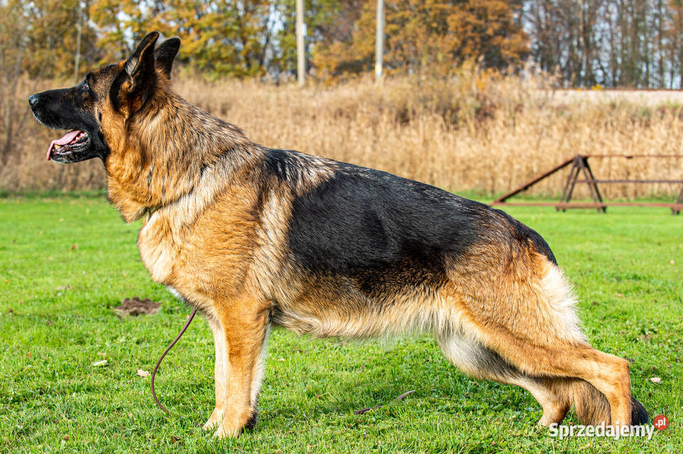 Owczarek Niemiecki krótkowłosy piesek FCI Psy Częstochowa