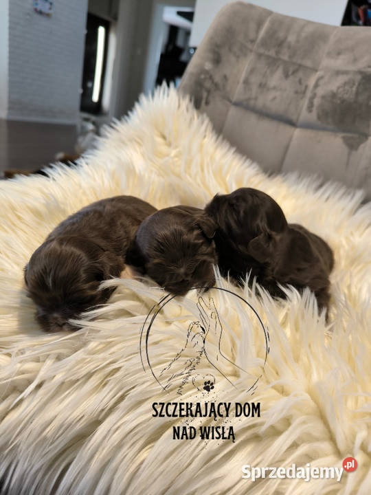 Szczeniaczki shih tzu gen czekoladowy Staszów