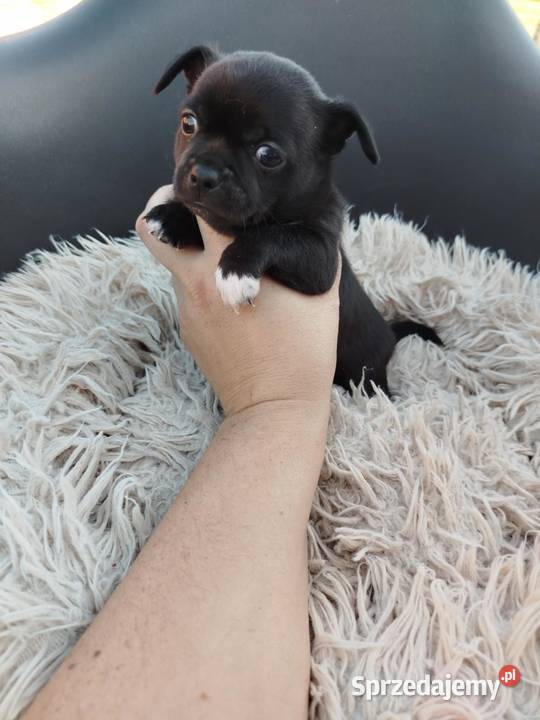 Uroczy piesek chihuahua sprzedam