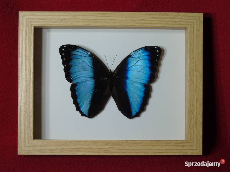 Motyl w ramce gablotce 17 x 22 Morpho achilles Kolekcje Szczecin sprzedam