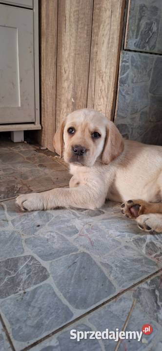 Szczeniaki Labrador Garwolin