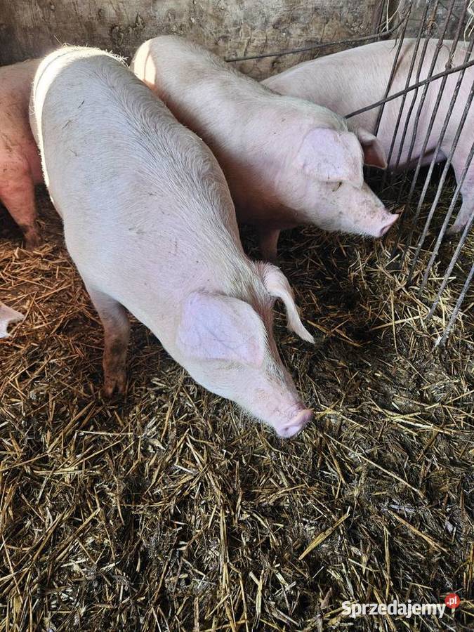 Tuczniki karmione własną paszą Bystrzyca sprzedam