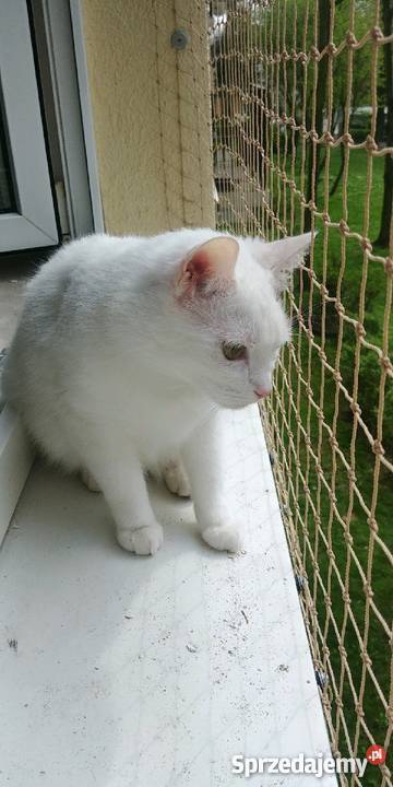 Montaż siatki balkonowej przeciw gołębiom i kota Łódź