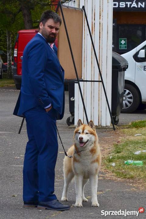 Siberian husky rodowodowe szczenięta zapowiedź Inowrocław