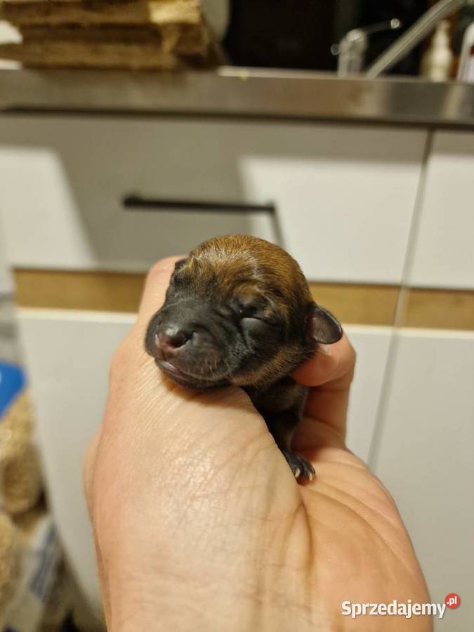 Pinczer miniaturowy XXS zapowiedź miotu ratlerek Myszyniec