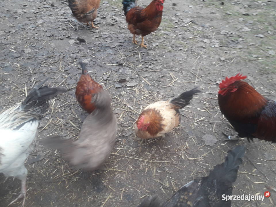 Kogutki male i średnie Czarnocin