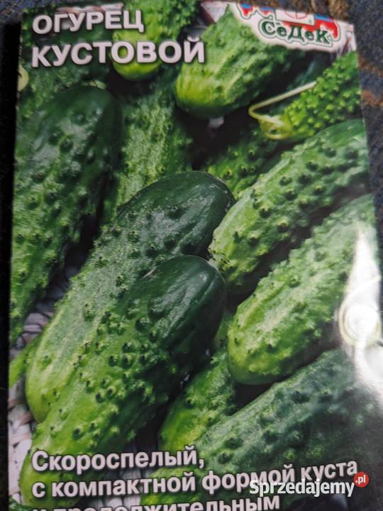 Ogórek Palczik Kustowoj Roznasol Rosyjskie Nowy Sącz sprzedam