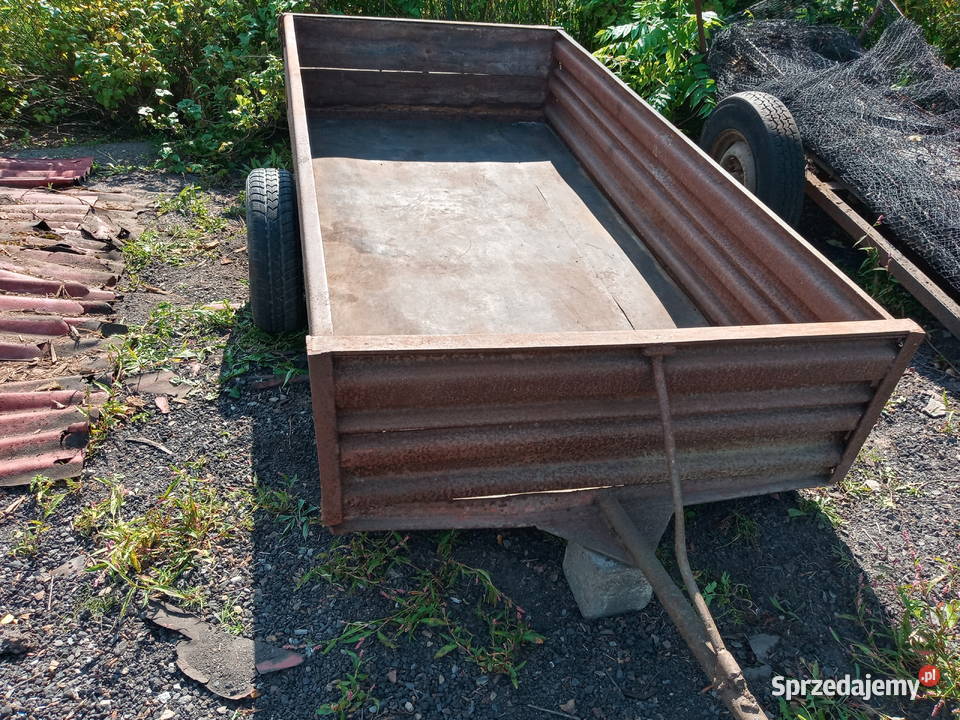 pszyczepka świętokrzyskie Morawica