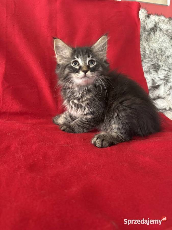 Kocięta Norweskie Leśne Warszawa