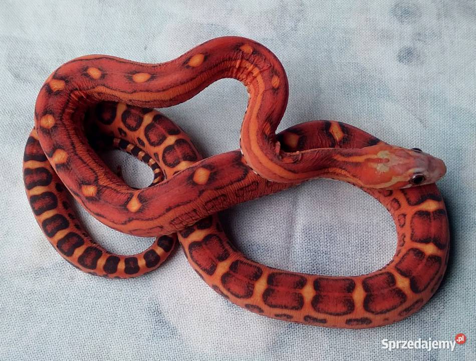 Wąż zbożowy SCALELESS węże zbożowe Red Factor mazowieckie Warszawa sprzedam