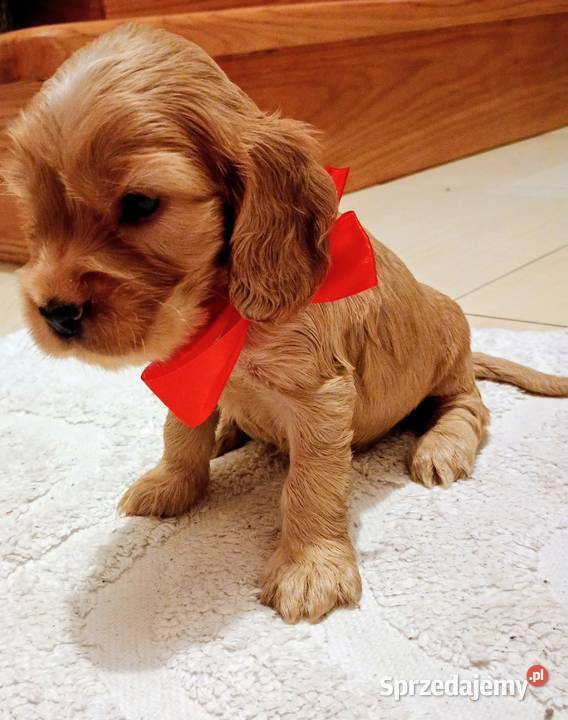 Cocker spaniel złoty podkarpackie Przewrotne