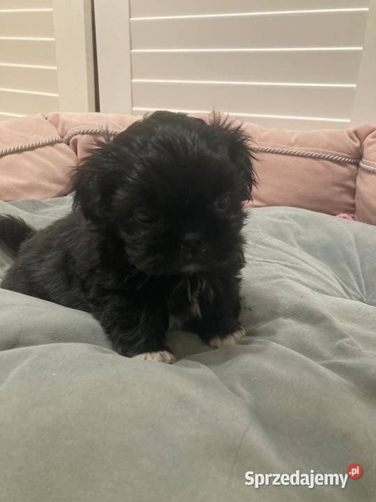Suczka Shitz tzu Radom sprzedam