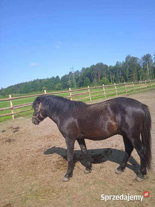 Ogierki huculskie Janów Lubelski