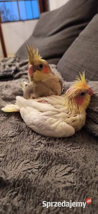 Oswojona papuga nimfa 100 Kraków sprzedam