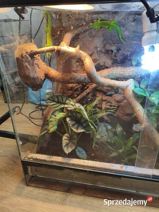 Para felsum madegaskarkich z terrarium śląskie