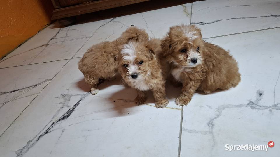 Maltipoo z metryką Ełk